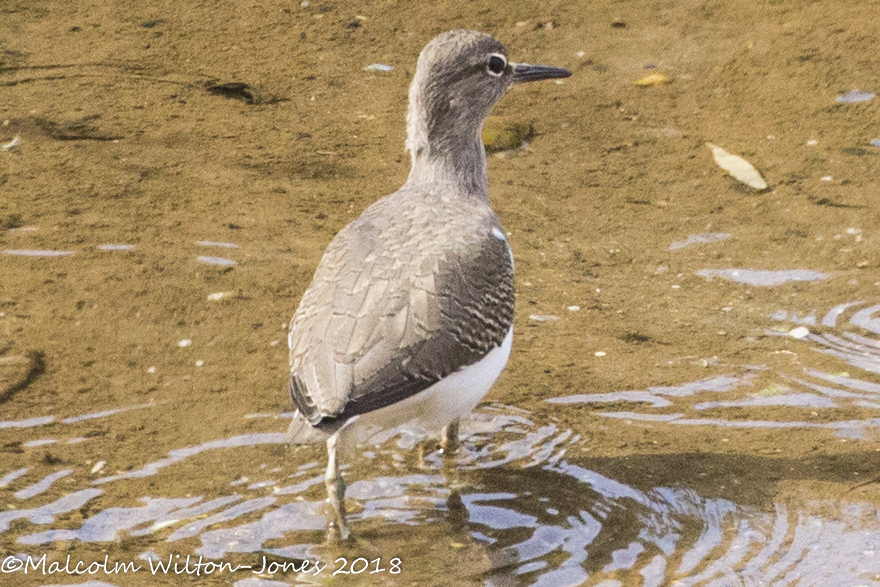 Common Sandpiper