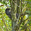 Gray Catbird