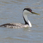 Western Grebe