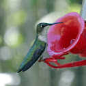 Ruby-throated Hummingbird