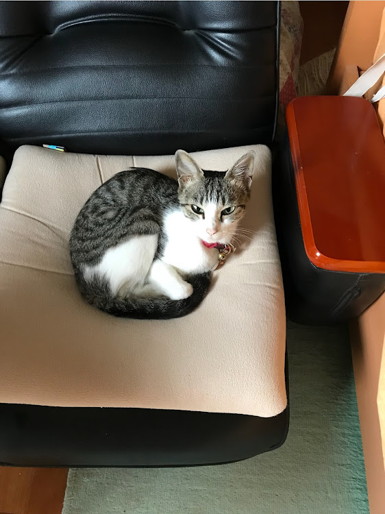 ミニ ハッチバックのCT愛猫部・1日1猫・愛猫紹介・掃除機に関するカスタム事例の投稿画像1枚目
