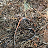 Red-backed salamander