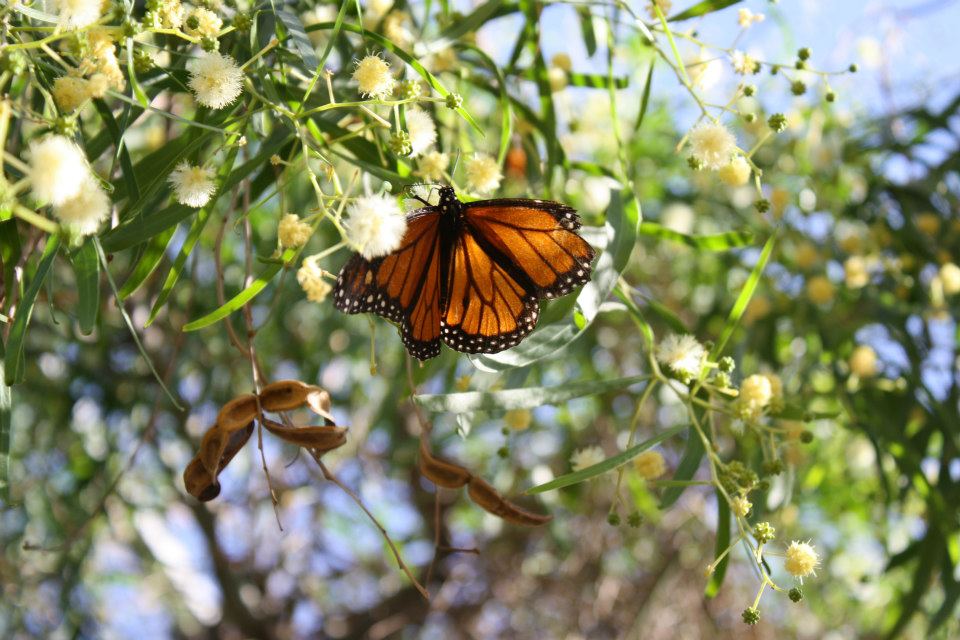 Monarch Butterfly