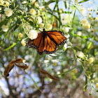 Monarch Butterfly