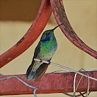 Green Violet-Ear Hummingbird