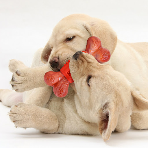 Title 4, Durable Nylon Bone & Rubber Molar Rods for Dogs...