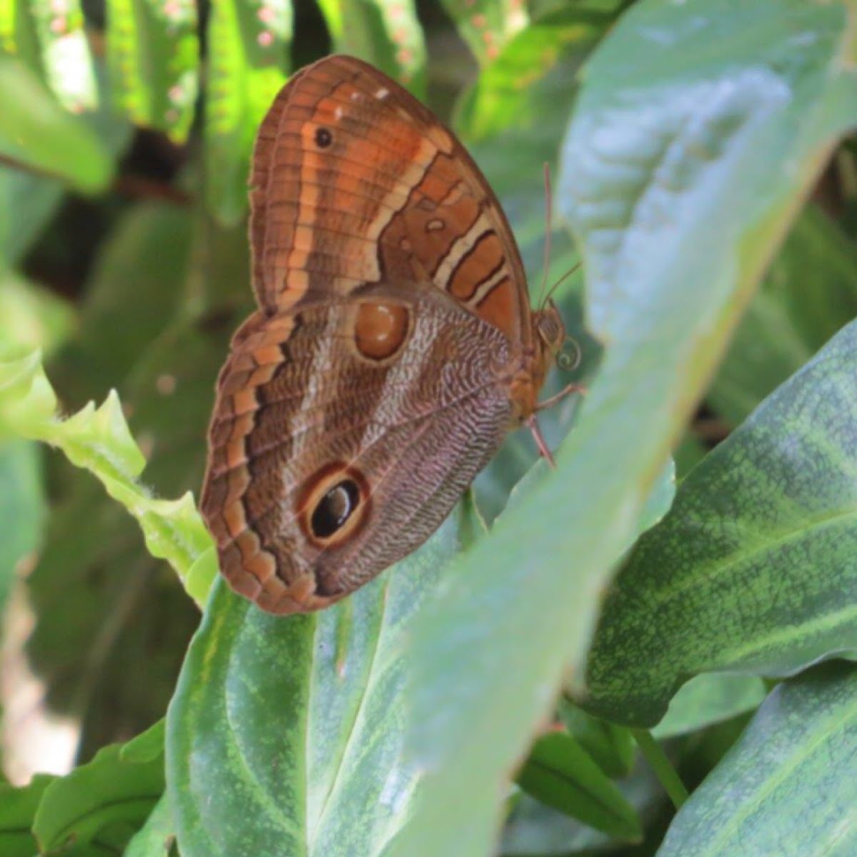 Owl butterfly