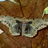 Geometrid Moth