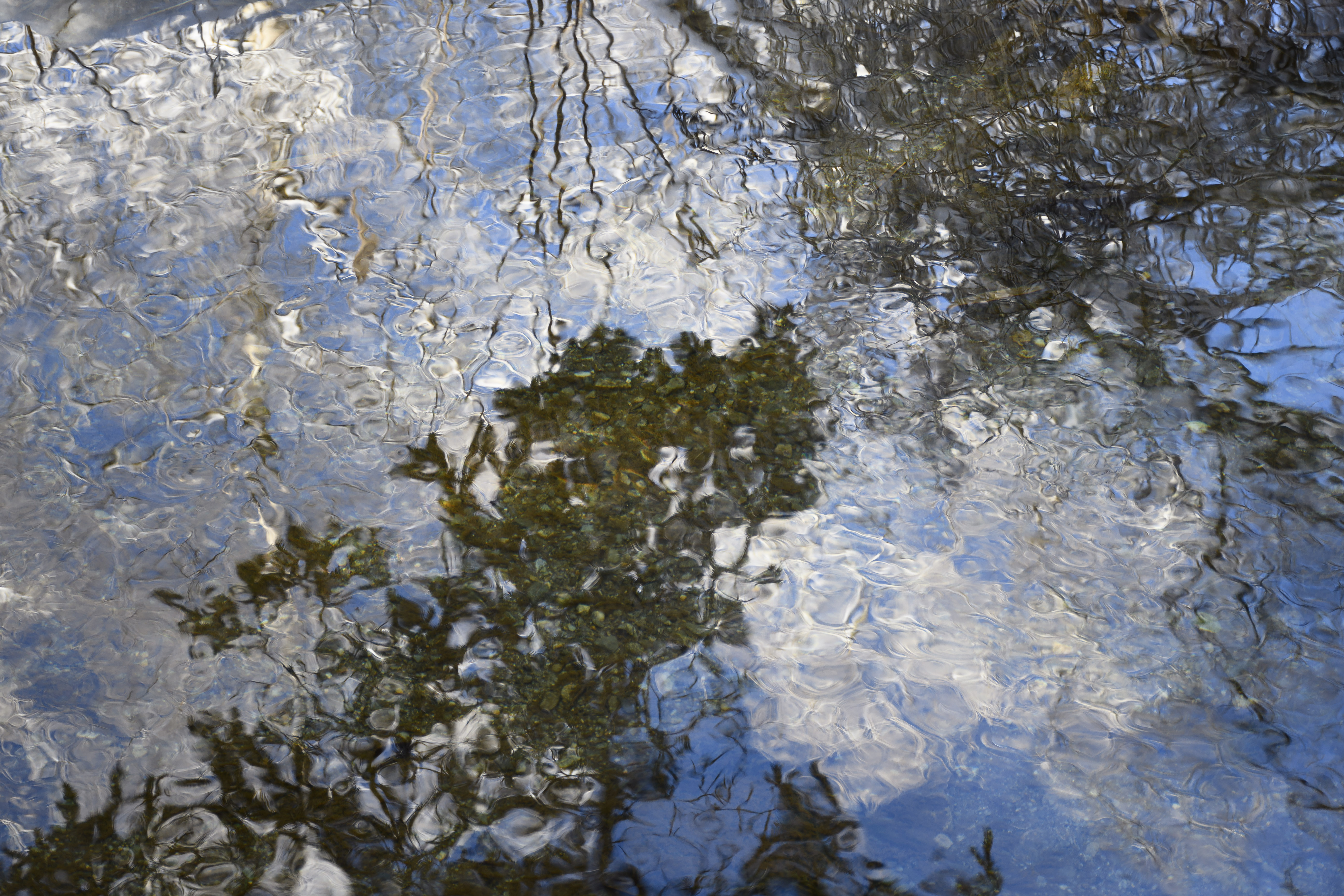 CLOUDS AND TREES REFLEXION 