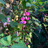 Hyacinth Bean