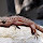 Geckos HD Wallpapers Pet Theme