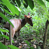 Indian muntjac