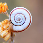 Vineyard Snail