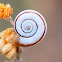 Vineyard Snail