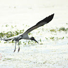 Wood Stork