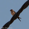 Red-rumped Swallow; Golondrina Daurica