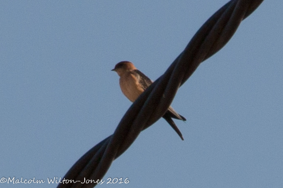 Red-rumped Swallow; Golondrina Daurica