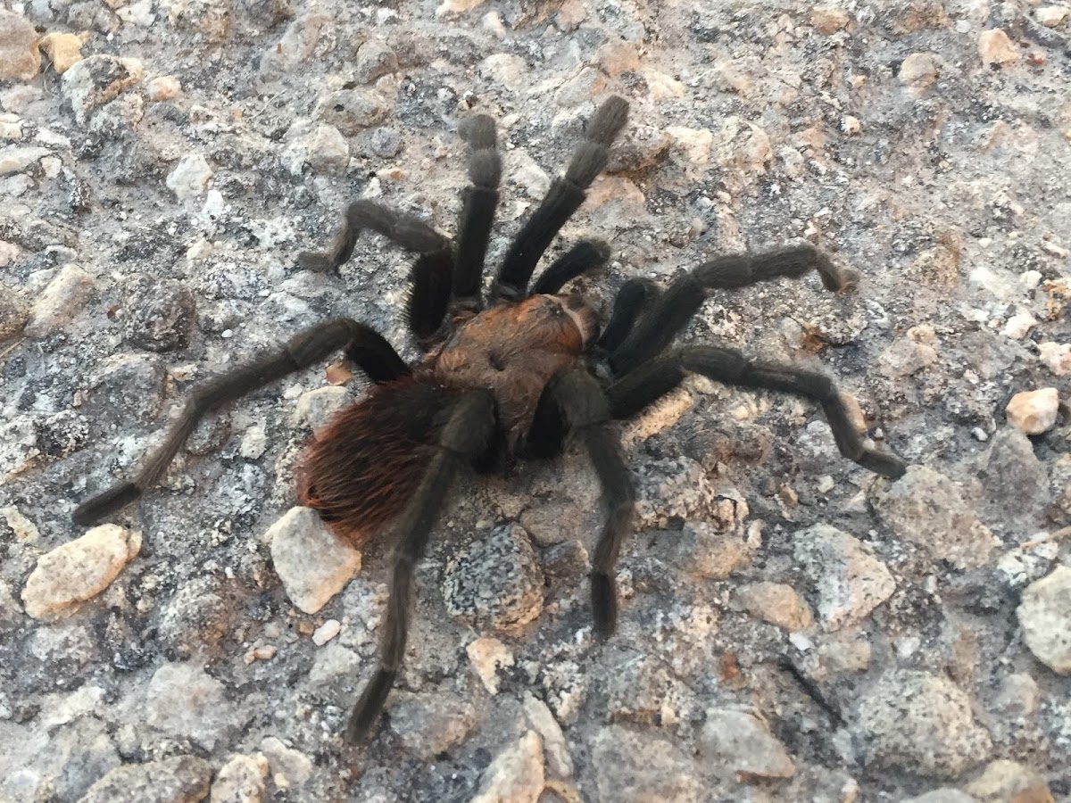 Texas Brown Tarantula