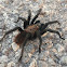 Texas Brown Tarantula