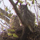 Great-horned Owl