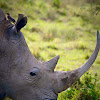 White rhinoceros