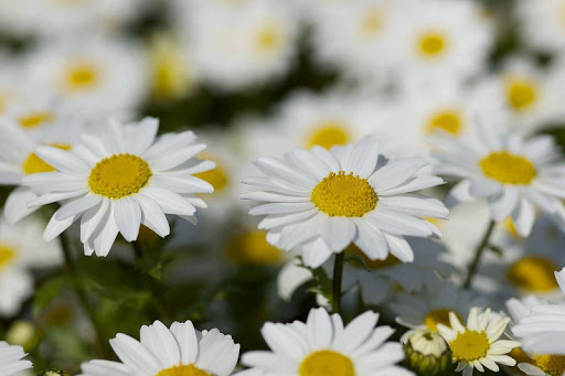 Daisy Wallpaper - Flower Wallpapers