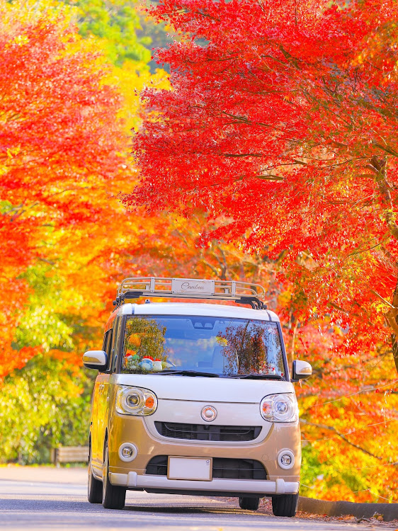 ムーヴキャンバスの紅葉と愛車・紅葉・モミジ・ドライブ・仕事納めに関するカスタム事例の投稿画像1枚目