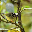 Three-Striped Warbler