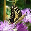 Old world swallowtail