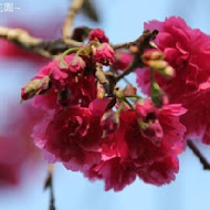 千樺花園餐廳