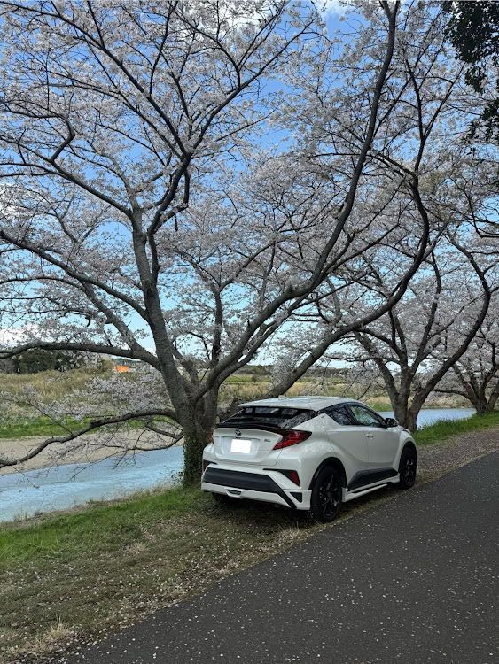 C-HRの桜と愛車に関するカスタム事例の投稿画像1枚目