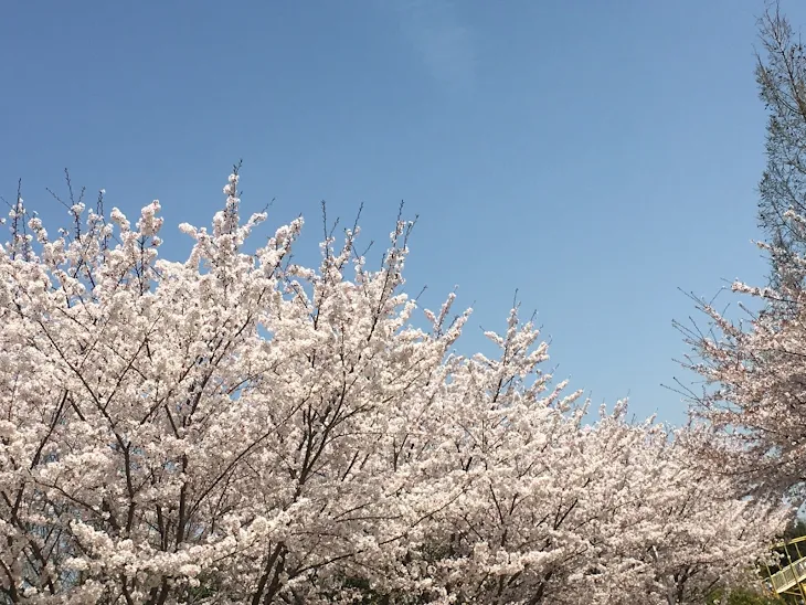 「お花見してきた！」のメインビジュアル