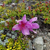 Kamchatka Rhododendron