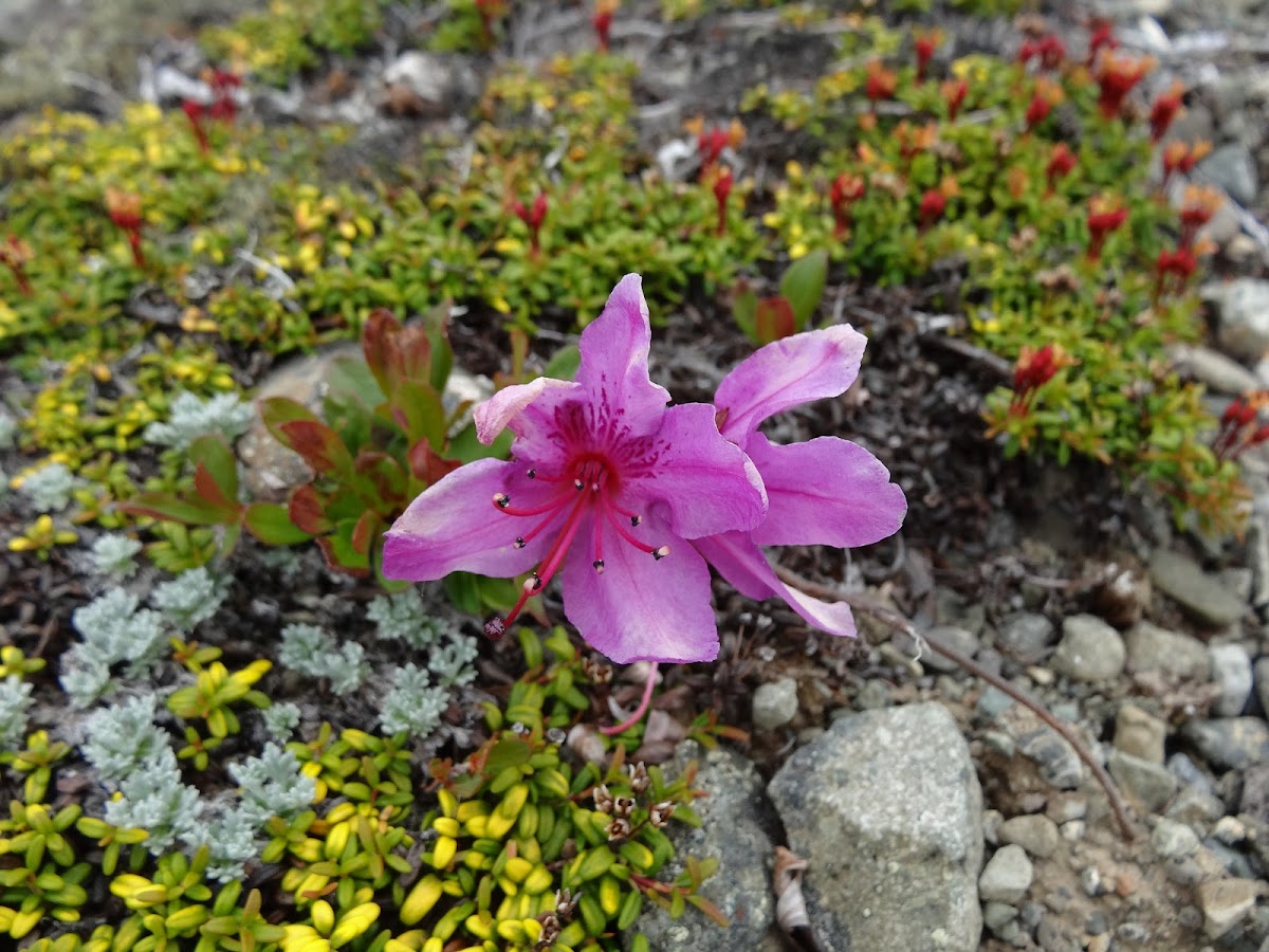 Kamchatka Rhododendron