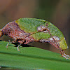 Bicho-folha (Leaf mimic katydid)