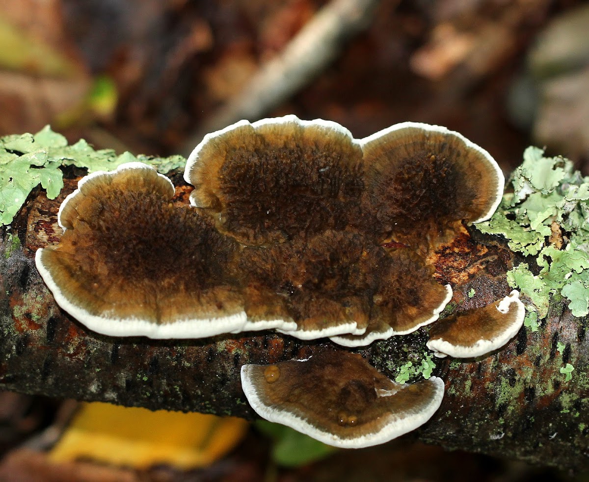 Thin Walled Maze Polypore