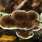 Thin Walled Maze Polypore