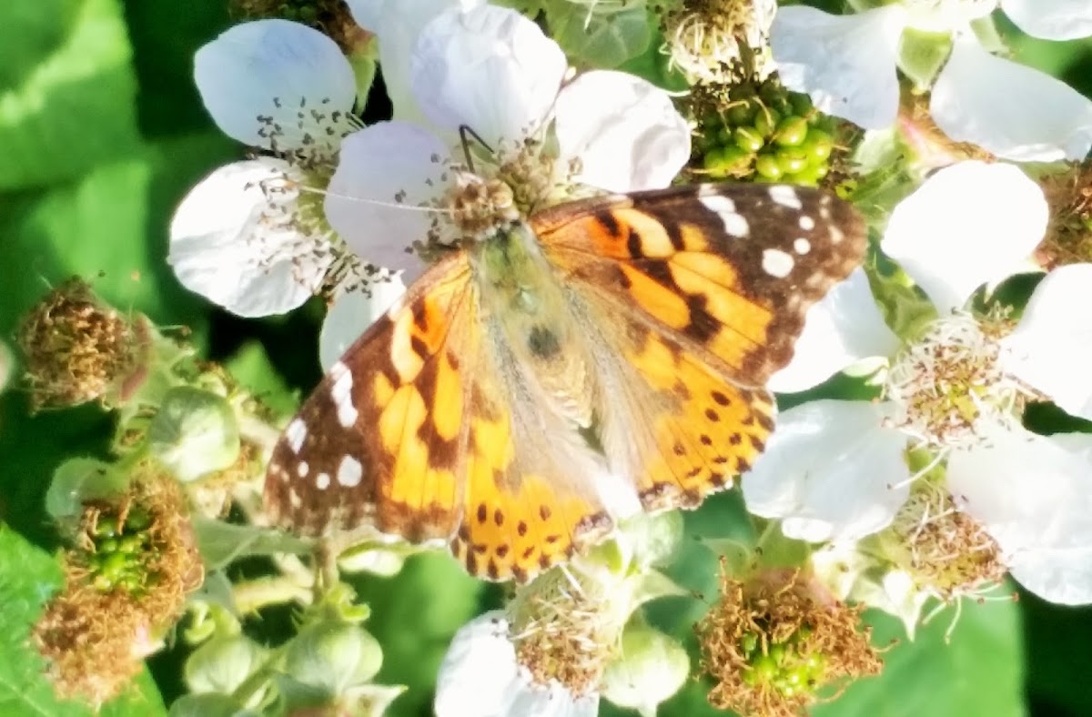 Painted lady