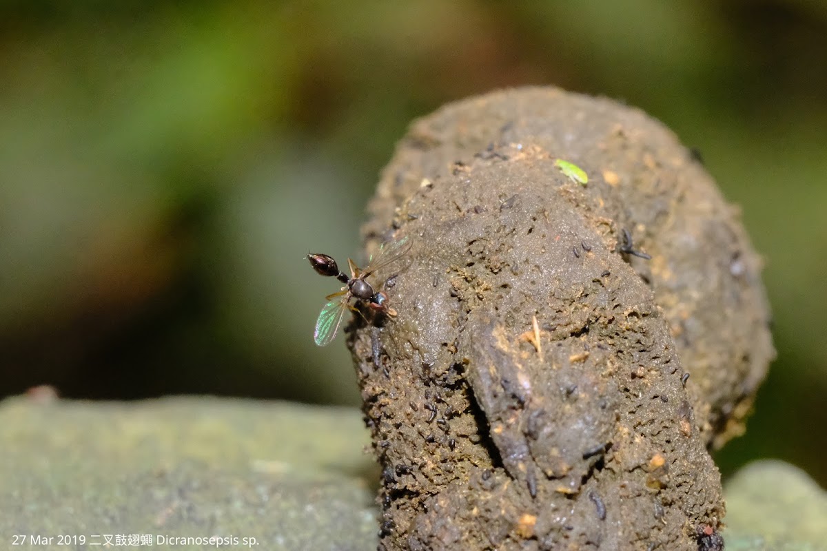 Dicranosepsis sp. 二叉鼓翅蠅