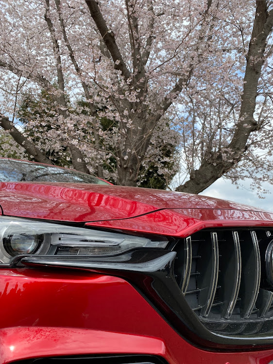 CX-5の桜とコラボ🌸・シャコタンSUV・HDM・御墓参りに関するカスタム事例の投稿画像2枚目