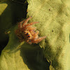 Jumping Spider