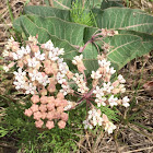 Pinewoods Milkweed