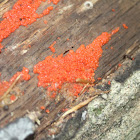 Red Slime Mold