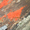 Red Slime Mold