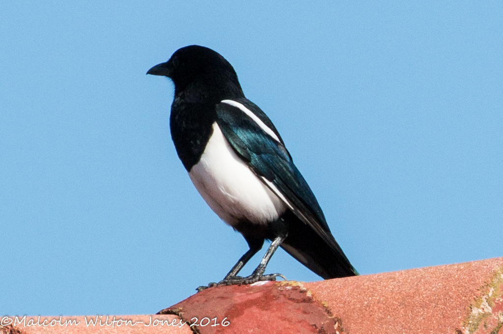 Magpie; Urraca