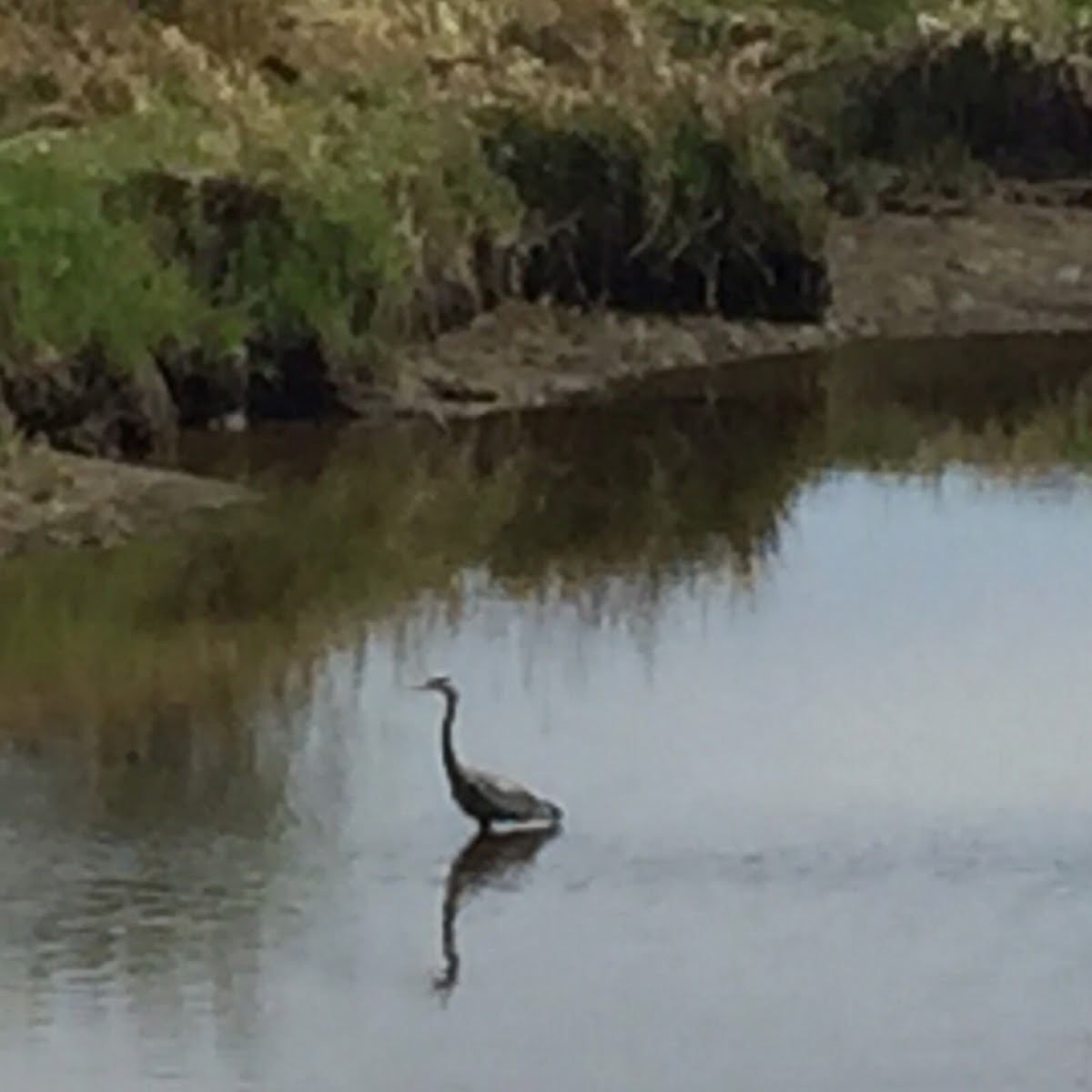 Great blue heron