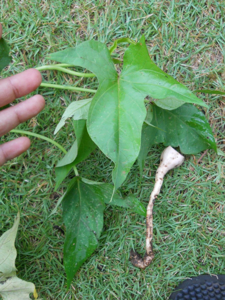 Ipomoea batatas