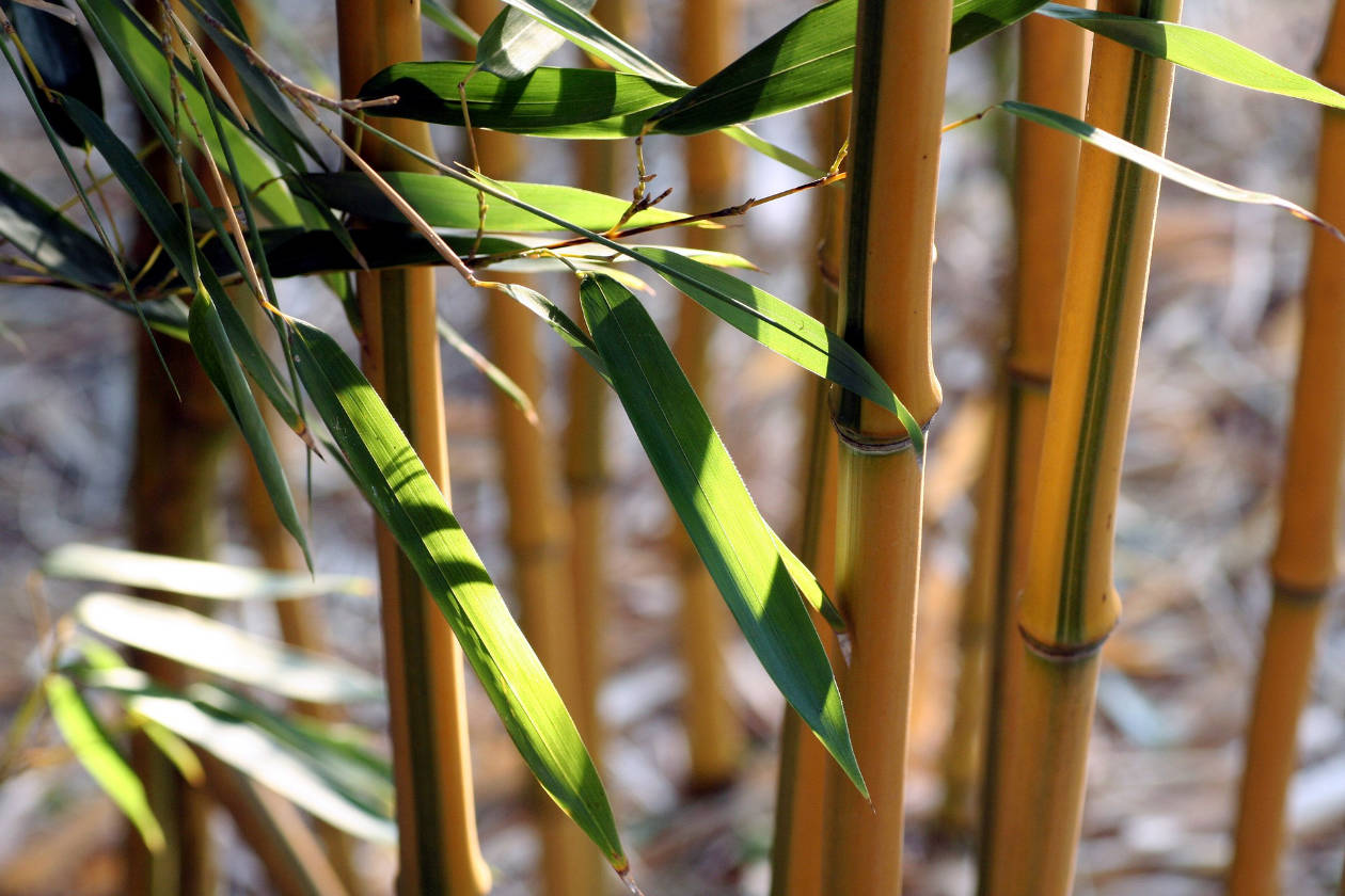 Bamboo stalks