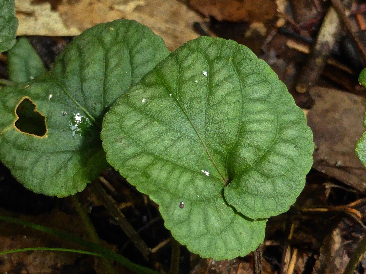 Prostrate Blue Violet