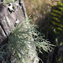 Lichen